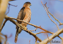 Accipiter cooperii